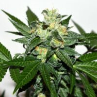 Citrus Paridisi Feminised Seeds - 1