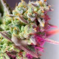 Sweet Mimosa XL Auto Feminised Seeds - 3