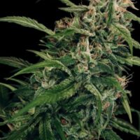 Spicy Bitch Regular Seeds - 5