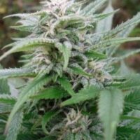 Easy Sativa Feminised Seeds - 4