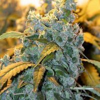Chronic Feminised Seeds - 3