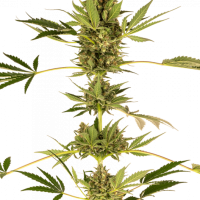 Himalayan CBD Feminised Seeds - 3