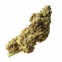 White Choco Haze Feminised Seeds - 3