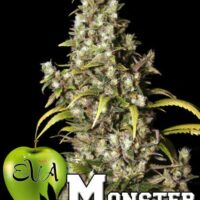 Monster Feminised Seeds - 3+1