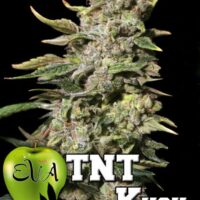 TNT Kush Feminised Seeds - 3