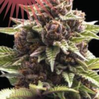 Squirt Feminised Seeds - 3