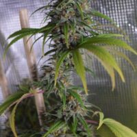 Dead Lights CBD Regular Seeds - 5