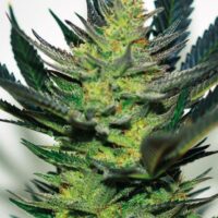 Afghan Skunk Feminised Seeds - 1