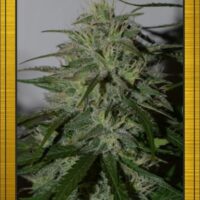 White Chem Auto Feminised Seeds - 18
