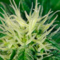 Ginger Punch (Hobbit) Auto Feminised Seeds - 5