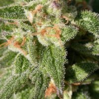 Warlock CBD Feminised Seeds - 3