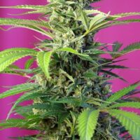 Chem Beyond Diesel CBD Feminised Seeds - 5