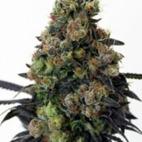 Acid Dough Feminised Seeds - 1