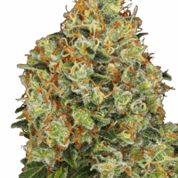 Sweet Tangerine Tango Auto Feminised Seeds - 3