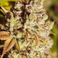 Vision Gorilla Feminised Seeds - 3