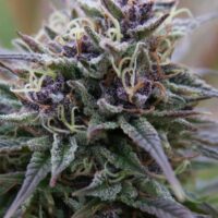 Purple Maroc Feminised Seeds - 4