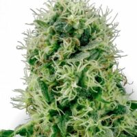 Pure Power Plant Feminised Seeds - 3