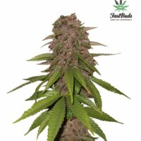 C4 Auto Feminised Seeds - 1