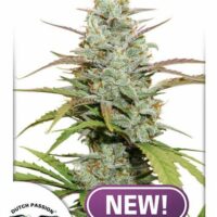 Mokum's Tulip Feminised Seeds - 1