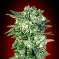 Kaya 47 Auto Feminised Seeds - 1