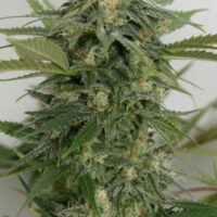Sweet Ammo Feminised Seeds - 3