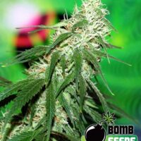 Buzz Bomb Feminised Seeds - 5