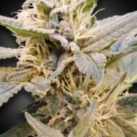 Delight CBD Feminised Seeds (CBDelight‚Ñ¢) - 3
