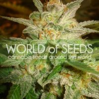 Star 47 Feminised Seeds - 3