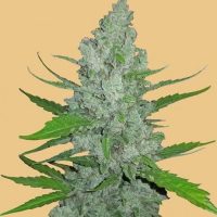 Original Sour Diesel Auto Feminised Seeds - 1