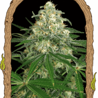 Z & Z Auto Feminised Seeds - 3