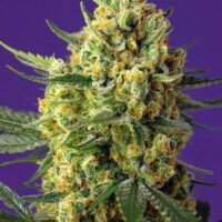Crystal Candy XL Auto Feminised Seeds - 3