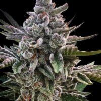 Acai Jelly Feminised Seeds - 3