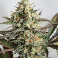 Dresden Green Diamond Feminised Seeds - 1