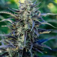 Fog Dog Auto Feminised Seeds - 5+2