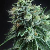 Jesus OG Regular Seeds - 5