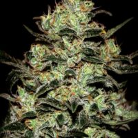 Moby Dick Feminised Seeds - 5