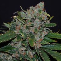 M.O.B. Feminised Seeds - 2