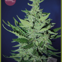 Goliath Auto Feminised Seeds - 3