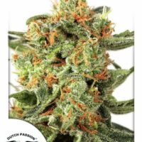 Orange Hill Special Feminised Seeds - 3
