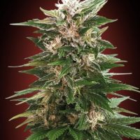 Kaya 47 Feminised Seeds - 1