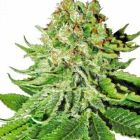 Northern Lights Auto Feminised Seeds - 3