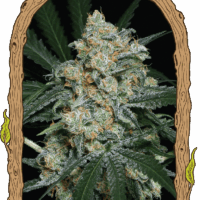 Zkittalicious Auto Feminised Seeds - 3