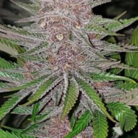 Forbidden Widow Feminised Seeds - 3
