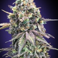 Purple Punch Feminised Seeds - 3