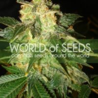 Pakistan Ryder Auto Feminised Seeds - 3