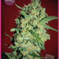 Banana Joint Feminised Seeds - 3