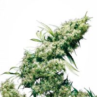 Jamaican Pearl Feminised Seeds - 3