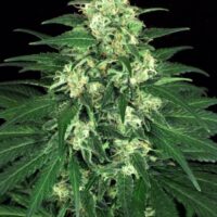 Lemon Candy Feminised Seeds - 3