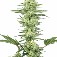 White Gorilla Haze Feminised Seeds - 3