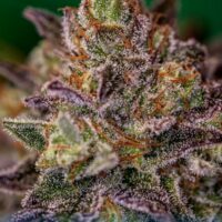 Purple Cherry Feminised Seeds - 3